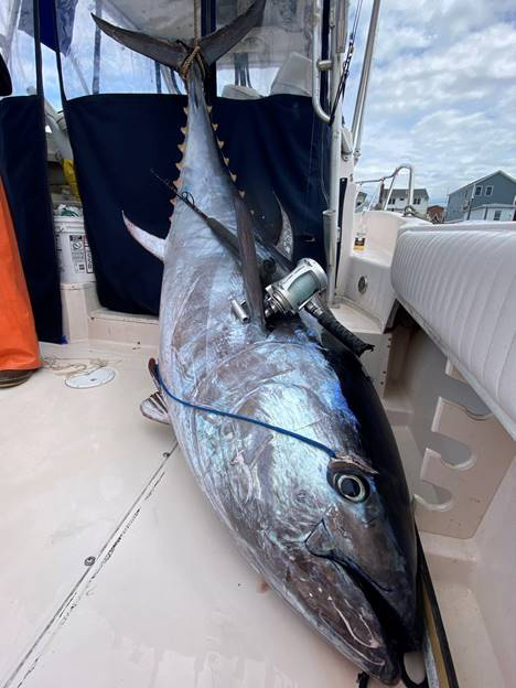 Illegally harvested bluefin tuna