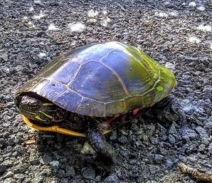 Painted turtle crossing a road