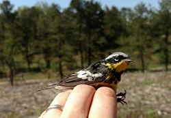 Magnolia warbler capltured for bird banding