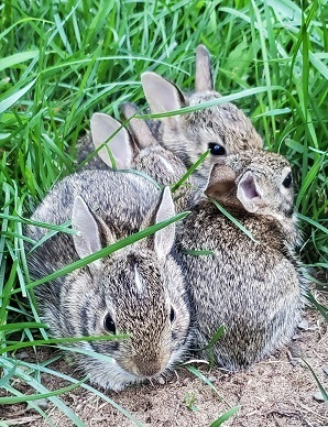 Cottontail Kits by Katrina Susman