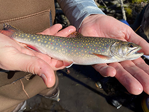 Long Island brook trout