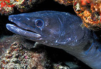 Conger eel