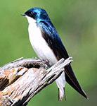 Tree swallow