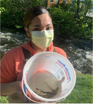 The American eel is a migratory fish, that enters the Hudson River Estuary as tiny, see-through A young woman in a mask holds a bucket of baby eels.