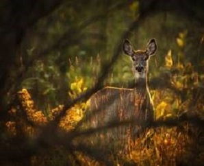 doe through the trees