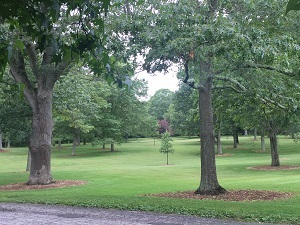 view of a park with trees that show proper mulching. mulch does not touch the trunk of the tree and is only a few inches deep