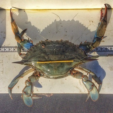 Blue crab with yellow-wire tag across its shell