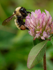 yellow bumble bee on flower