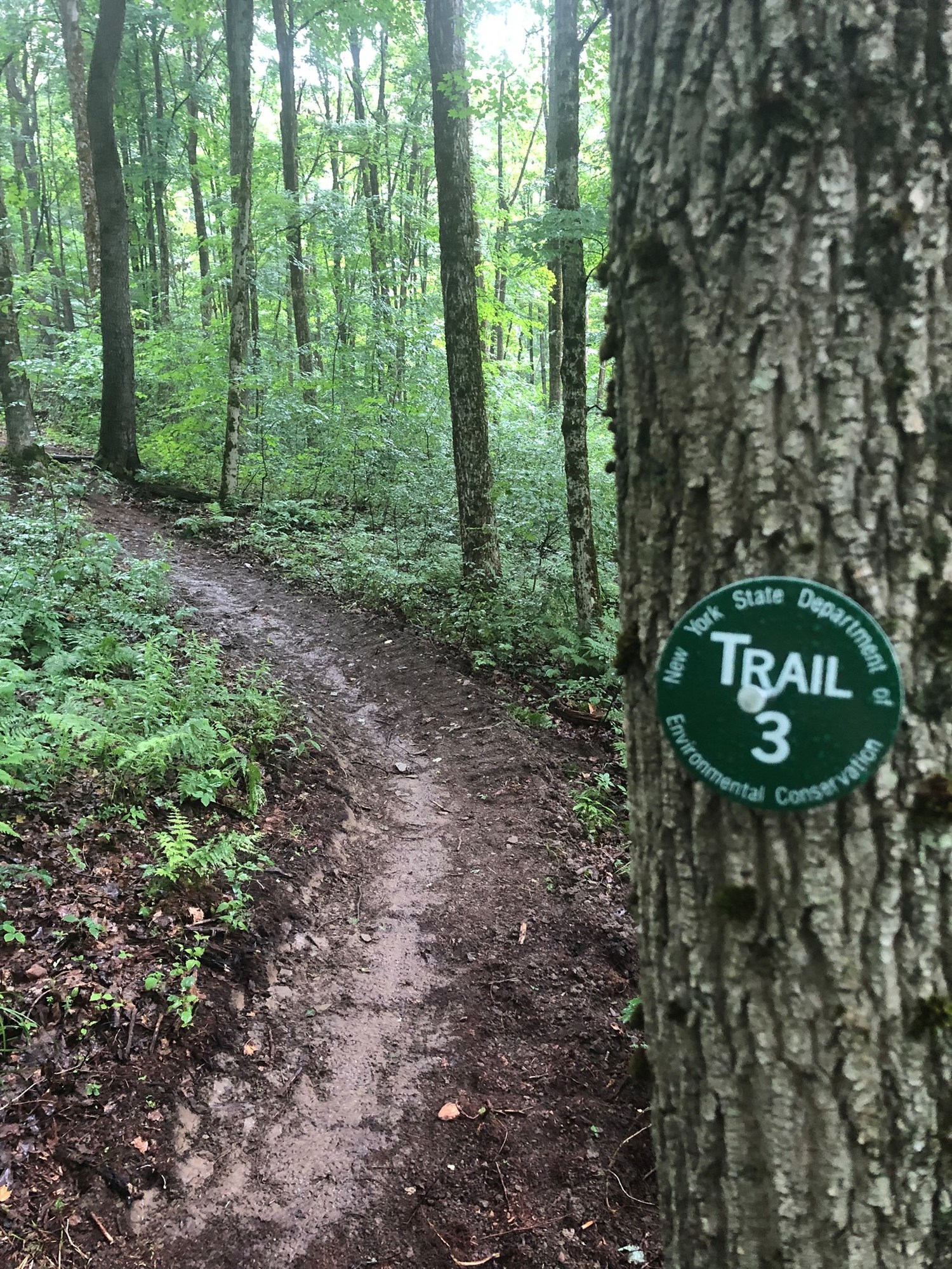 A zoomed in view of a DEC green trailmarker blazing a thin mountain biking trail in the background