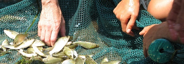 Four hands (two people) hold a net full of small fish. 