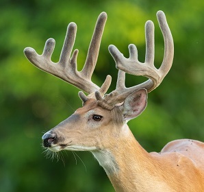 Whitetail deer buck with velveted antlers