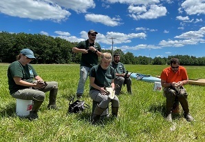 DEC staff banding Canada geese