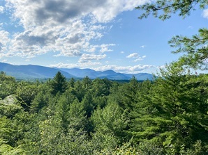 Forest top with mountains and sky in the background