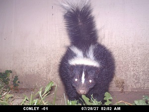 This trail cam in Albany, NY shows a striped skunk (Mephitis mephitis) visiting a backyard shed. 