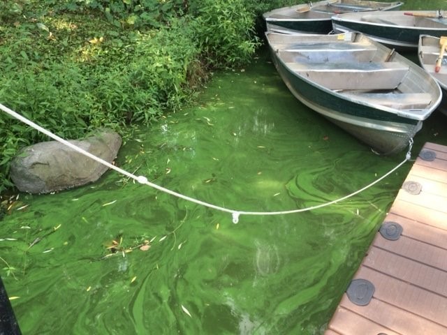 harmful algal bloom