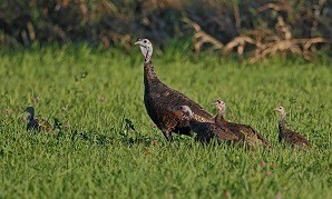 wild turkey hen with poults