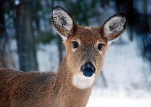 Whitetail doe looking at the camera in the snow. 