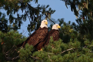 Two bald eagles perched on tree branch