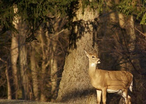 White-tailed deer standing by trees