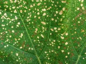 Ozone damaged leaf
