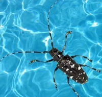 an Asian longhorned beetle in a pool