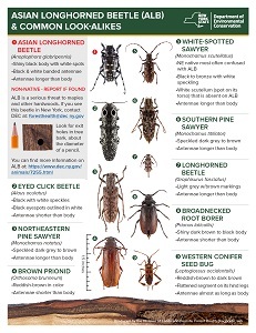 a poster of insects that look like Asian longhorned beetle