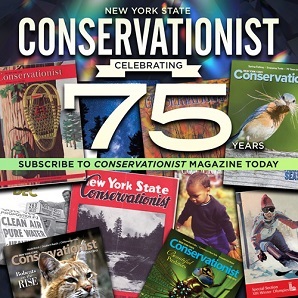 Collage of Conservationist magazine covers