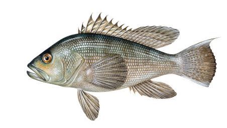 Black sea bass