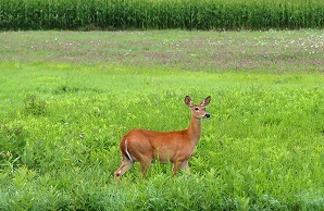 Whitetail doe standing in a meadow of grass and wildflowers