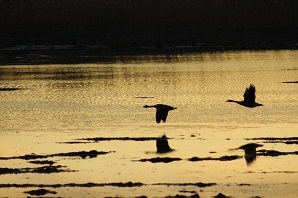 Two Canada geese flying over water