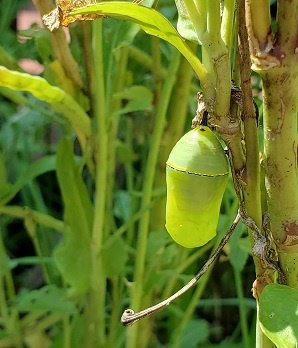 Monarch crysalis on a garden plant