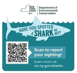 shark reporting graphic
