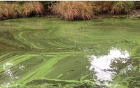 Harmful Algal Bloom--Streaks