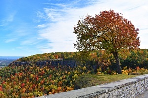 trees with fall colors on a blue-sky day