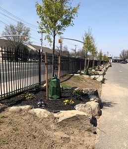 young trees growing in mulched pits next to a parking lot