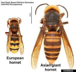 comparison of European hornet and Asian giant hornet