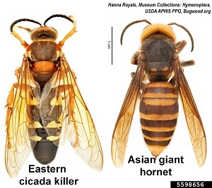 comparison of eastern cicada killer and Asian giant hornet