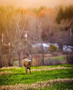 A whitetail deer stands in a field