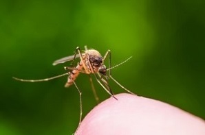 mosquito on someones fingertip