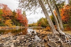 Fall foliage