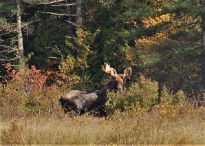 Bull moose standing in a field among dense brush