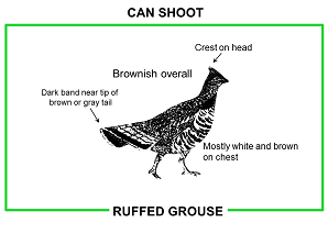 Graphic titled Can Shoot showing physical identifying characteristics of Ruffed Grouse