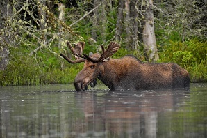 Moose in water