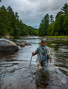 Wading angler in stream