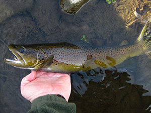 Brown trout in water