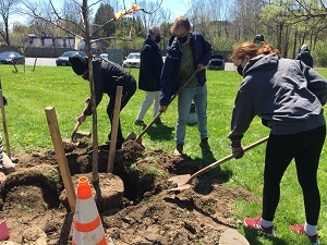 people use shovels to dig a hole for a tree planting on a spring day