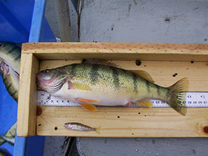 Lake Erie Yellow Perch - two sizes