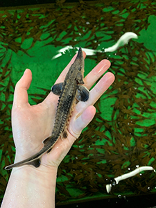 Juvenile Lake Sturgeon