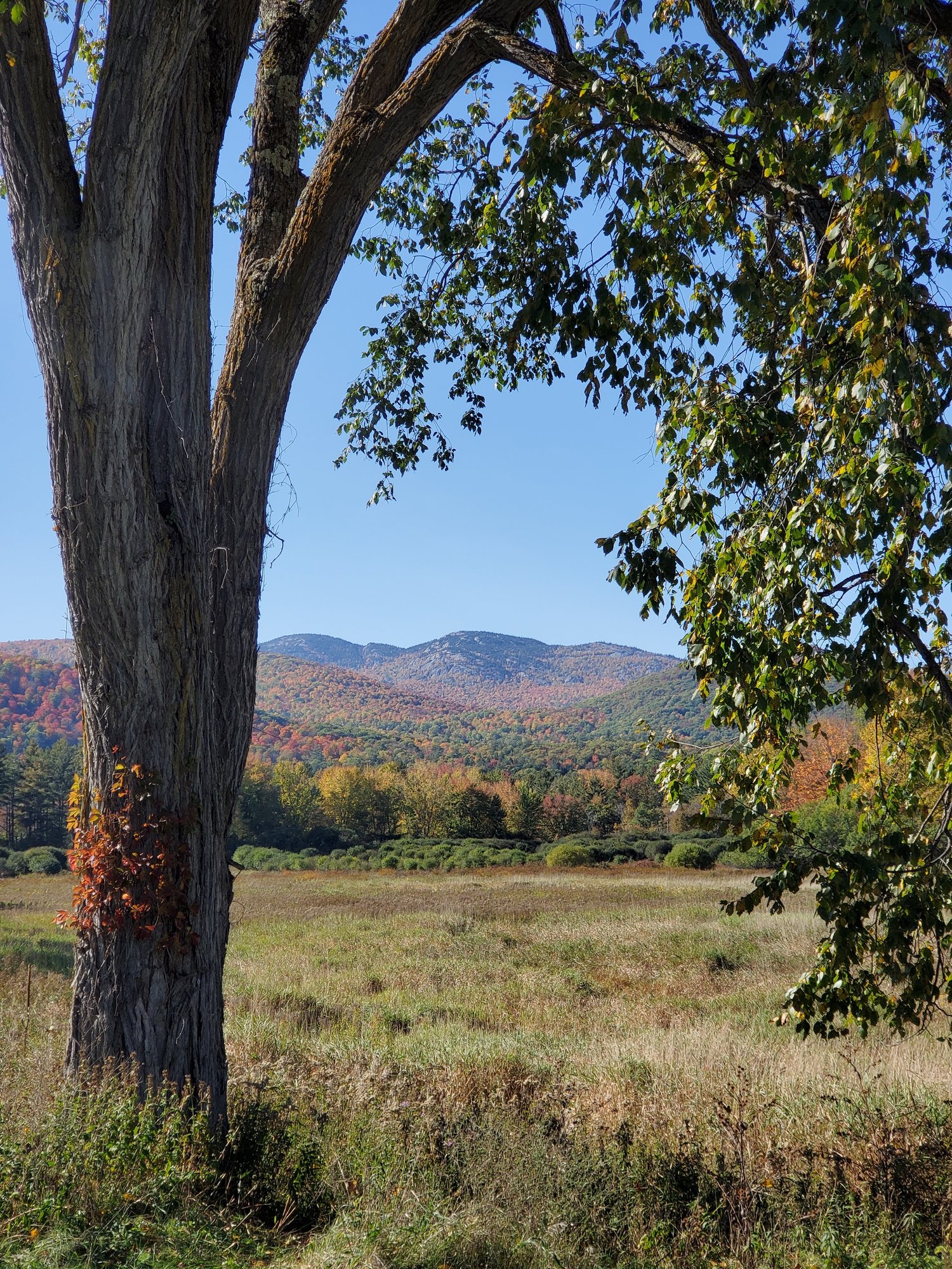 Tree with mountains and fall colors in background