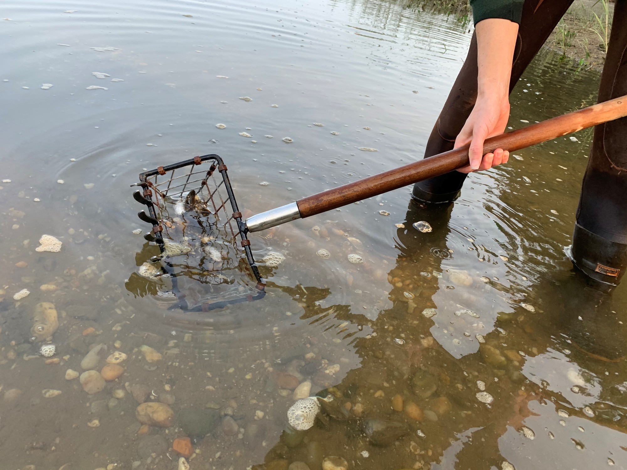 clam rake being used to harvest clams from marine waters